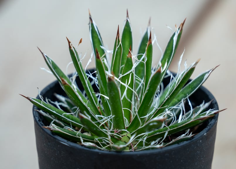 アガベ　シディゲラ アガベ フィリフェラ シディゲラ agave filifera ssp. schidigera