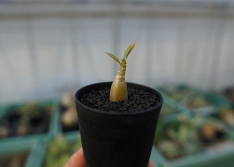 アデニウム　Adenium  No.2