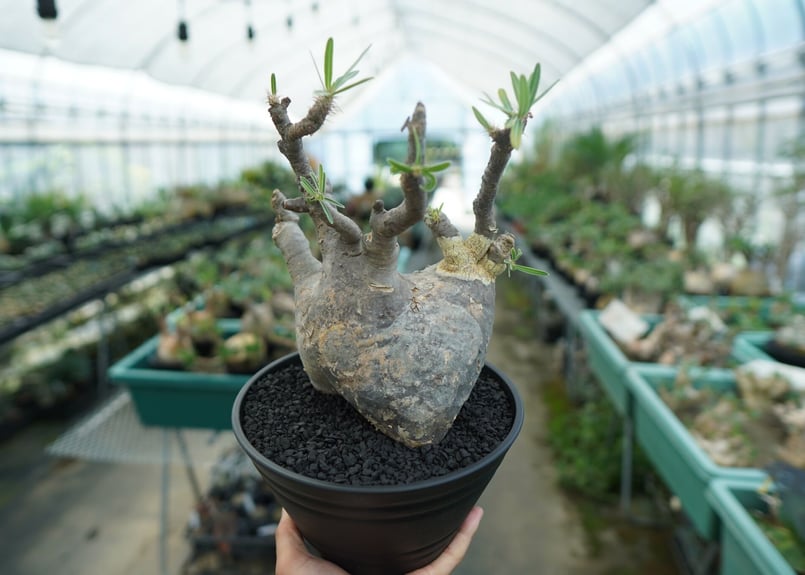 パキポディウム グラキリス Pachypodium Gracilius No.1 | ma