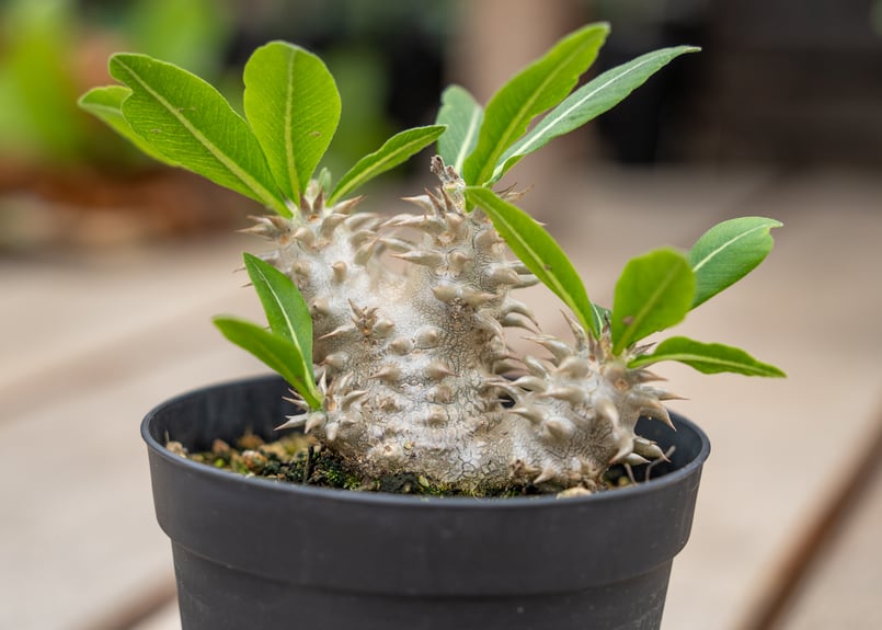 【引き取り限定】【10本セット】パキポディウム グラキリス 恵比寿大黒等 引き取り限定】【10本セット】パキポディウム グラキリス 恵比寿大黒等