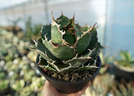 アガベ　チタノタ　白鯨　Agave titanota White whale　No.2