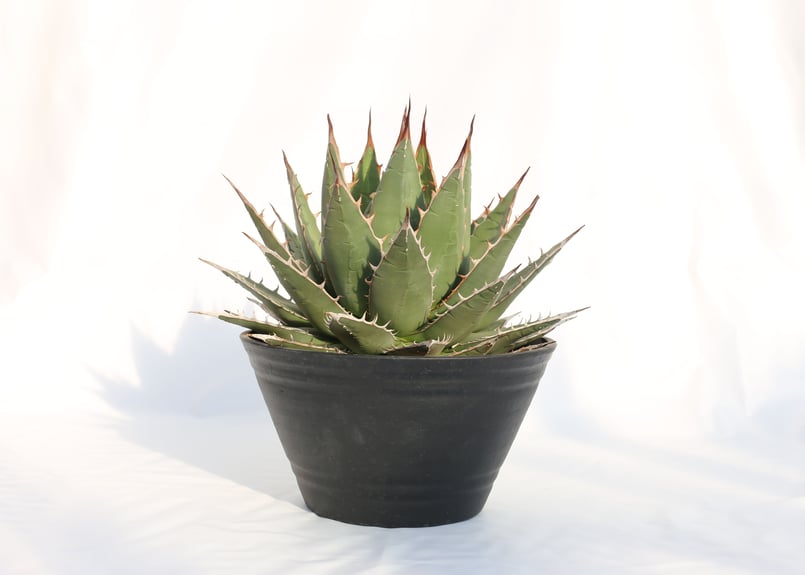 Agave purpusorum 選抜株 | mana's farm:塊根植物・アガベ・ドラ