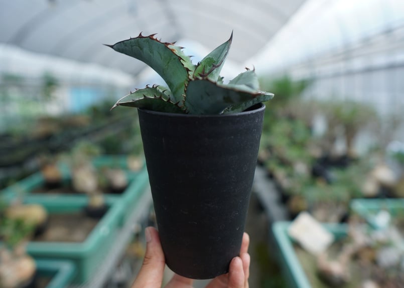 アガベ チタノタ ブルー Agave Titanota Blue No.3 | mana's