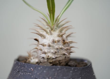 Pachypodium densiflorum　 №1