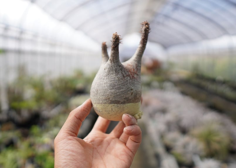 パキポディウム・グラキリス 抜き苗 〈11〉 | mana's farm:塊根植物