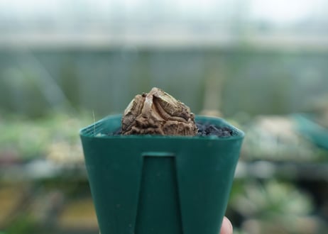 亀甲竜　Dioscorea elephantipes　No.3