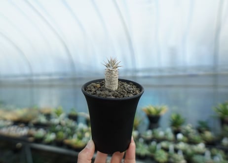 パキポディウム　カクチぺス　Pachypodium cactipes  No.2