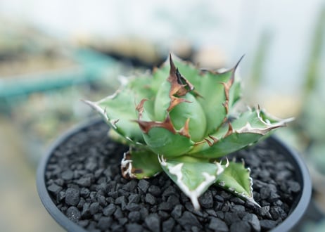 アガベ　チタノタ　姫厳竜　Agave titanota dwarf　No.3