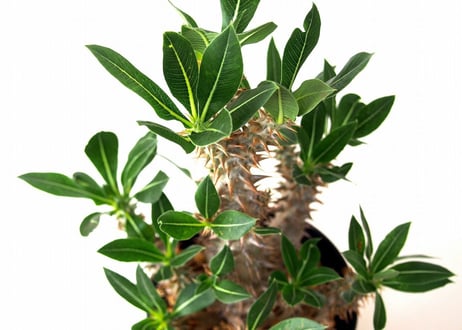 Pachypodium rosulatum   パキポディウム　ロスラーツム№3