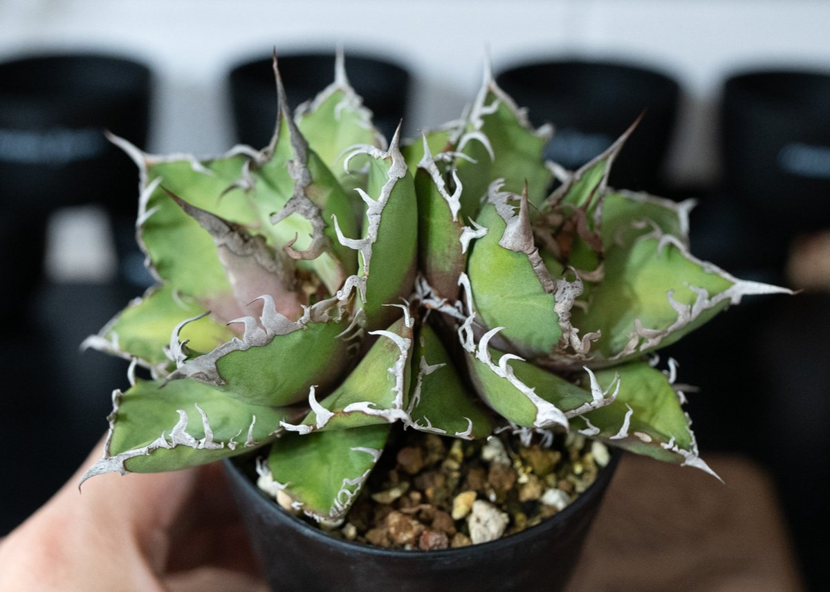 アガベ　オアハカ　20cm アガベ オアハカ 沖縄管理株 | mana's farm:塊根植物・アガベ・ドライ