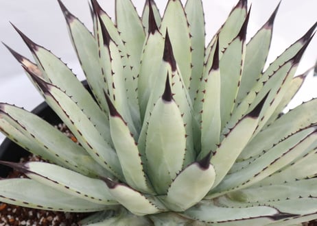 Agave macroacantha Icicle blue form