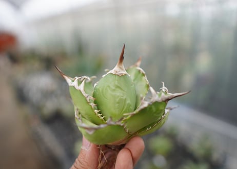 Agave titanota  Crab 螃蟹  NO.6