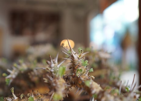 サルコカウロン クラシカウレ　Sarcocaulon crassicaule