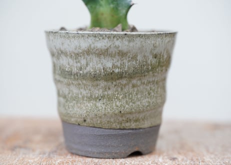 Euphorbia columnaris