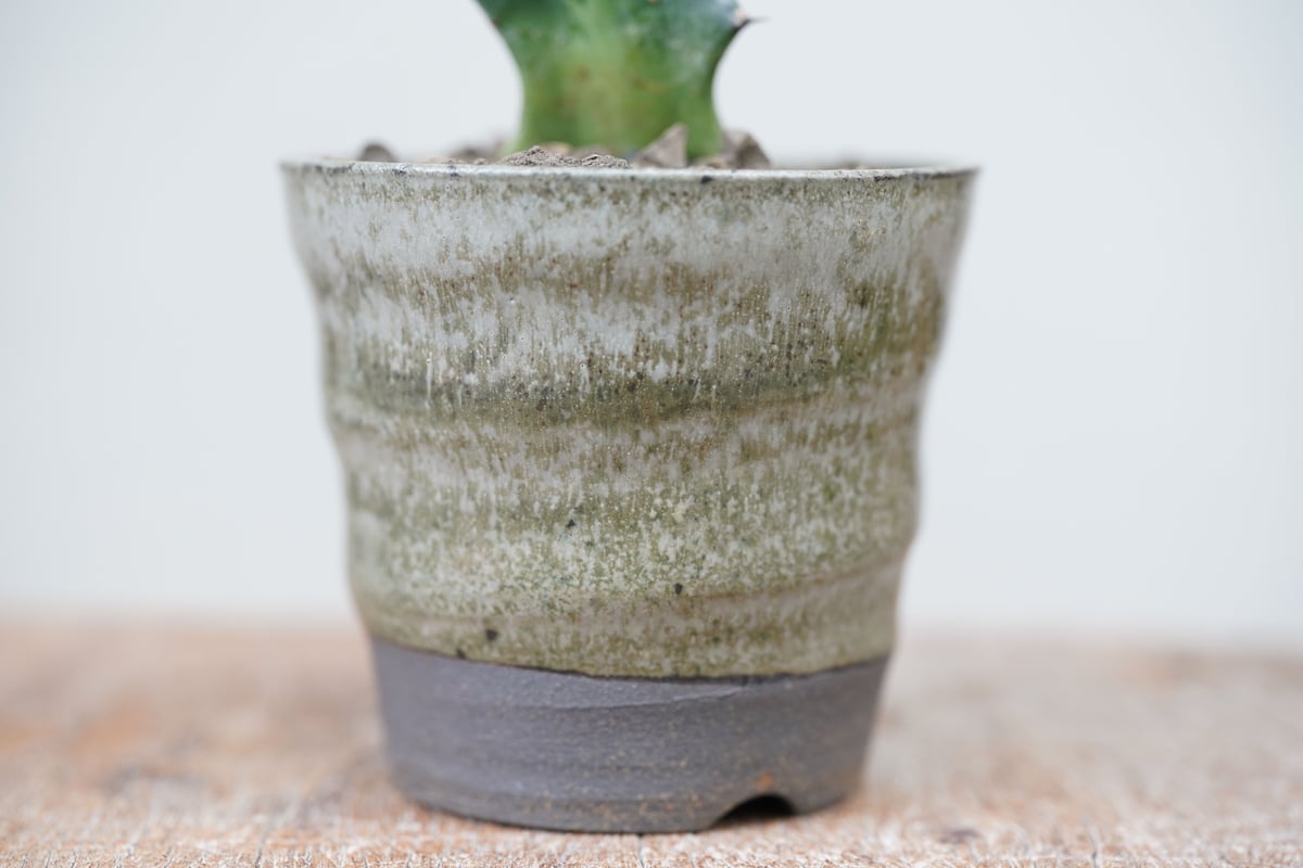 Euphorbia columnaris | mana