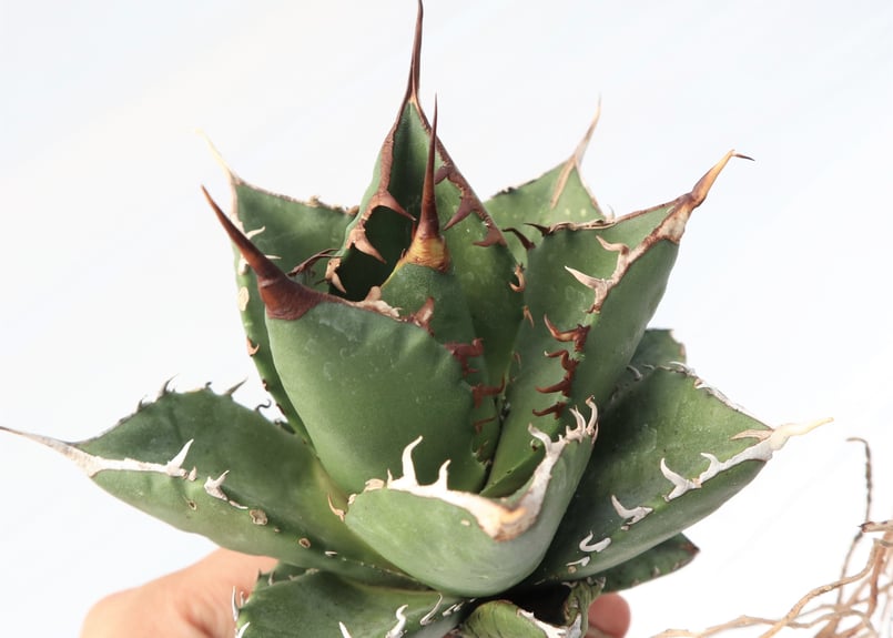 Agave titanota FO-76 compacta dwarf no.2 | man
