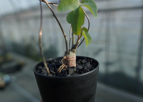 アデニア　イサロエンシス　Adenia isaloensis