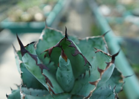 アガベ　チタノタ　 ブラックアンドブルー 　Agave titanota black and blue　No.7