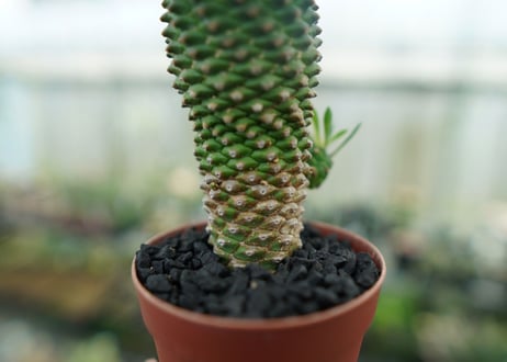 ユーフォルビア　ソテツキリン "パイナップルコーン"　Euphorbia sotetsukirin  No.6