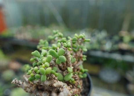ケラリア　ピグマエア　Ceraria pygmaea  No.2