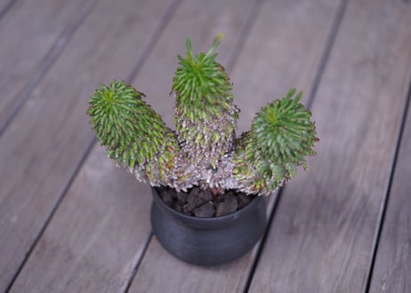 Euphorbia azarashi