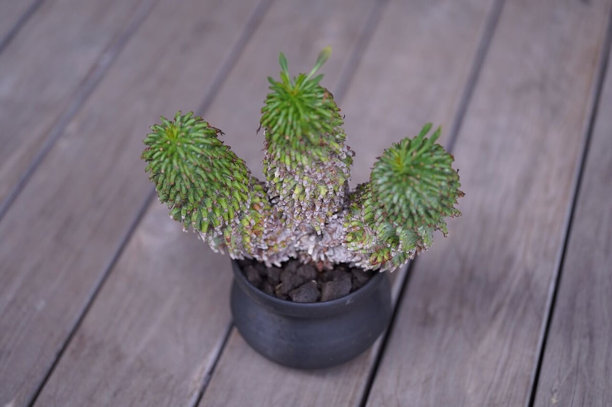 Euphorbia azarashi | mana's farm:塊根植物・アガベ・ドライガー