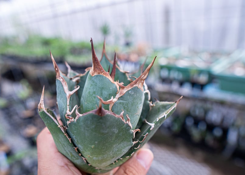 アガベ 白鯨 | mana's farm:塊根植物・アガベ・ドライガーデン植物販売