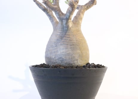 パキポディウム　 グラキリス 　No.122