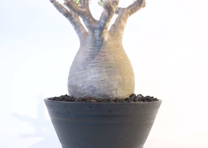 TENDOBOTANICAL 鬼ん形　塊根植物 グラキリス TENDOBOTANICAL 鬼ん形 塊根植物 グラキリス パキポディウム