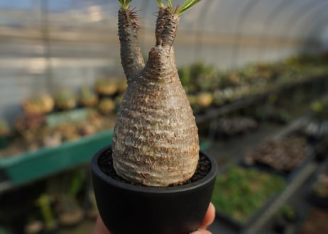 パキポディウム　グラキリス　 Pachypodium Gracilius  No.4