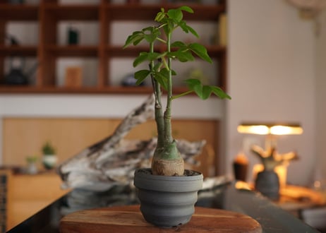 アデニア　グラウカ　Adenia glauca