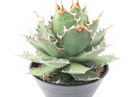 Agave titanota FO-76