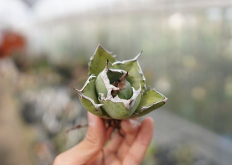 Agave Black fire E NO.2