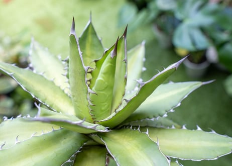 Agave kercovei x titanota NO.2