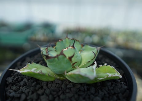 アガベ　チタノタ　黒鯨　Agave titanota black whales　No.4