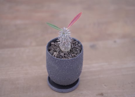 パキポディウム　伊藤ハイブリッド　 Pachypodium 'Itoh Hybrid'
