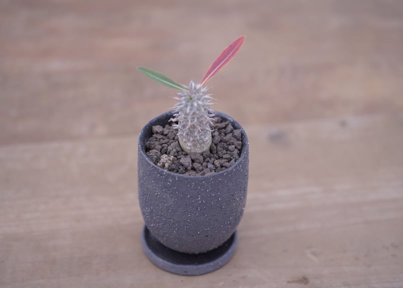 パキポディウム 伊藤ハイブリッド Pachypodium 'Itoh Hybrid' | m
