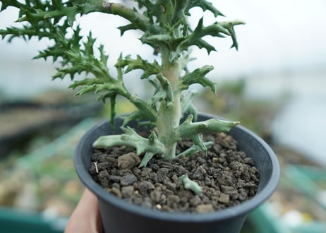 ユーフォルビア　ステノクラーダ錦　Euphorbia Stenoclada