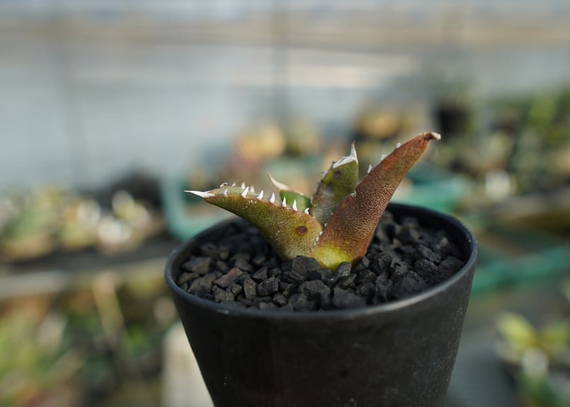 アガベ チタノタ 台湾seeding Agave titanota Taiwan seed