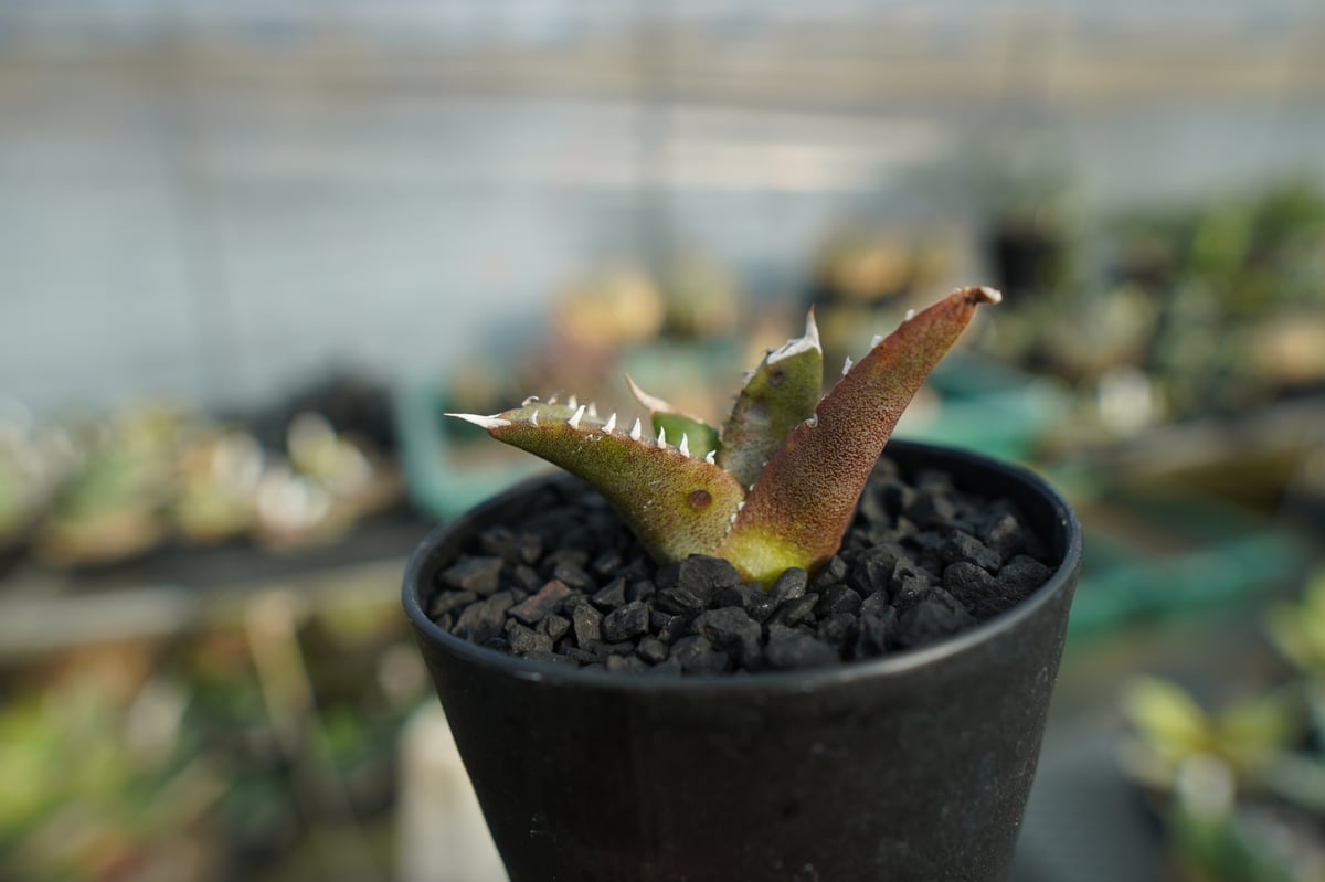 st-TAKA　【子株】 アガベ チタノタ レジェンド ロウルサンコ産 子株】 アガベ チタノタ レジェンド ロウルサンコ産 - メルカリ