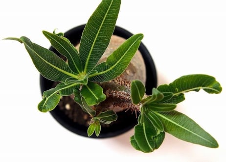 Pachypodium Gracilius パキポディウム  グラキリス  №１ little