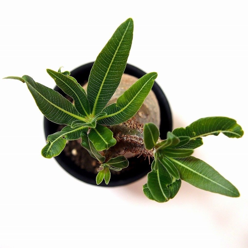 Pachypodium Gracilius パキポディウム グラキリス №1 little