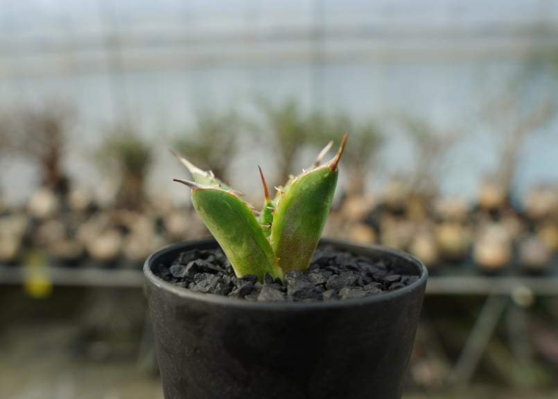アガベ チタノタ 黄覆輪 Agave titanota variegata | mana's