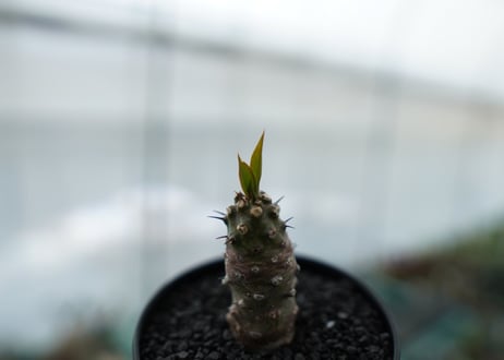 ユーフォルビア　パキポディオイデス  Euphorbia pachypodioides