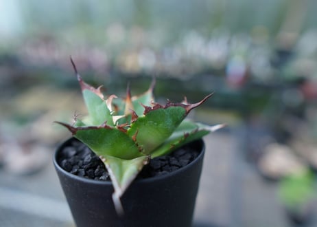 アガベ　チタノタ　ハデス　Agave titanota Hades　No.2