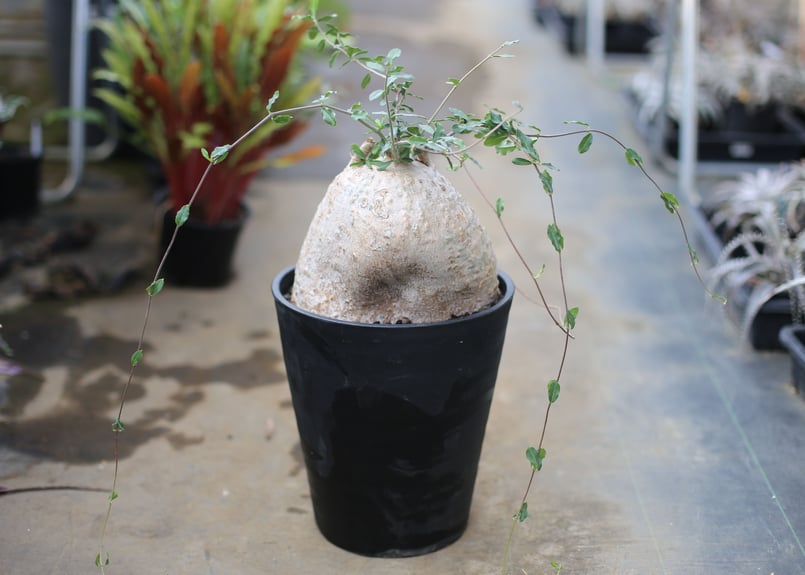 フォッケア　エデュリス　大株 コレクション株】フォッケアエデュリス大株×keicondo pot Y鉢