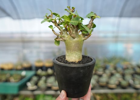 アデニウム　Adenium　No.10