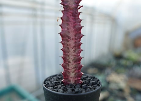 ユーフォルビア　紅彩雲閣　Euphorbia trigona f. rubra