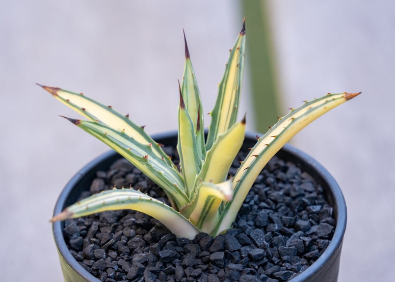 アガベ マクロアカンサ 中斑 | mana's farm:塊根植物・アガベ・ドライ