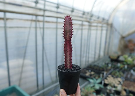 ユーフォルビア　紅彩雲閣　Euphorbia trigona f. rubra